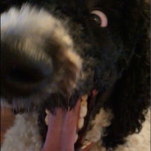 Meet your Posher, Ben